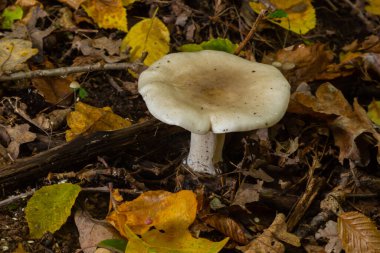 Lactifluus vellereus eskiden ormandaki Lactarius vellereus mantarıydı..