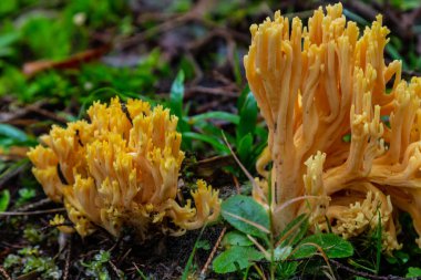 Sarı yenilebilir mercan mantarı. Ormanda Ramaria flava mantarı. Yakın plan..