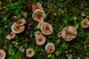 Zehirli Turta Mantarı Hebeloma Kabuğu Sonbahar yaprakları arasında büyüyor.