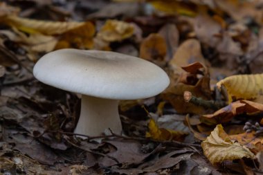 Edible mushroom Clitocybe nebularis in the beech forest. Known as Lepista nebularis, clouded agaric or cloud funnel. Wild mushrooms in the leaves. Autumn time in the forest.