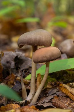 Close up of some psathyrellaceae or brittle stems a family of fungi on some green moss.