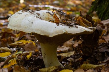 Lactifluus vellereus eskiden ormandaki Lactarius vellereus mantarıydı..