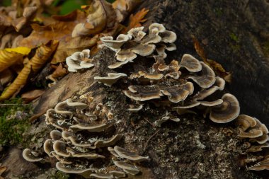 trametes versicolor, olarak da bilinen coriolus versicolor ve polyporus versicolor mantar.