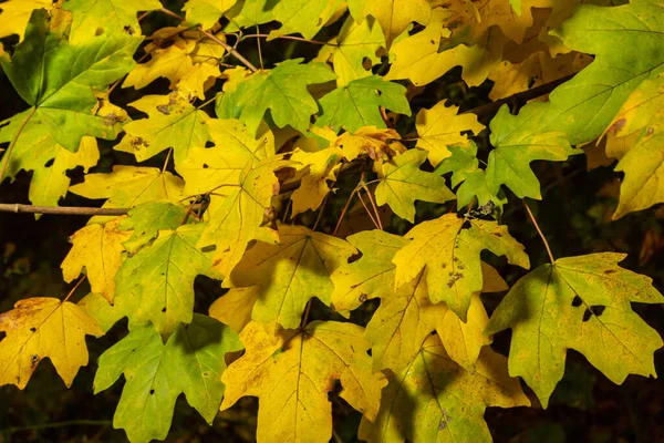 Yellow maple leaves on the branches. Autumn nature background with maple tree leaves.