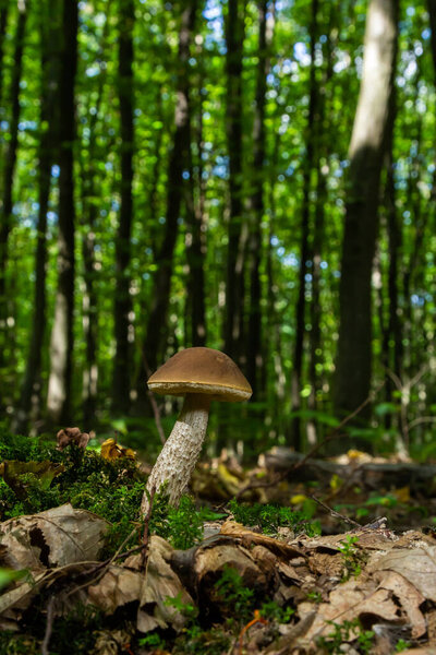 Edible mushroom Leccinum pseudoscabrum in deciduous forest. Known as Hazel Bolete. Wild mushroom growing in the leaves.