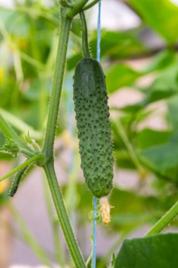 Sarı çiçekli salatalık. Yaprakların arka planında taze salatalık yakın plan makrosu.
