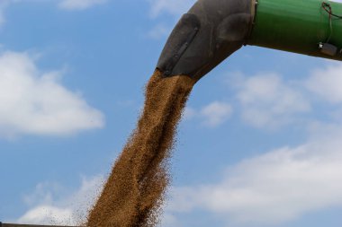 Harvester unloading wheat on the background of the sky with clouds. close up.