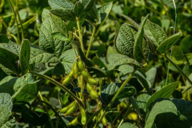 Soybean pods, close up. Agricultural soy plantation and sunshine. Soy bean plant in sunny field. Green growing soybean against sunlight.
