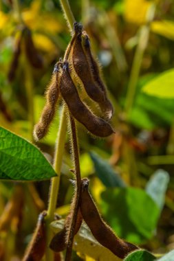 Soya fasulyesi tarlasında kabuk. Sarı ve kahverengi kapsüller. Verimlilik geliştirme teknolojisi.