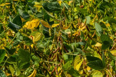 Soya fasulyesi makrosu. Soya fasulyesi hasadı, tarım baklagilleri. Soya fasulyesi tarlası - kuru soya kabuğu.
