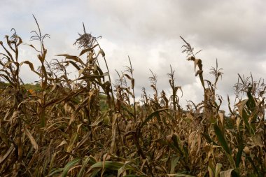 Sonbahar tarım manzarası. Olgun bir mısır tarlasının dramatik bulutlu gökyüzü manzarası. hasat zamanı.