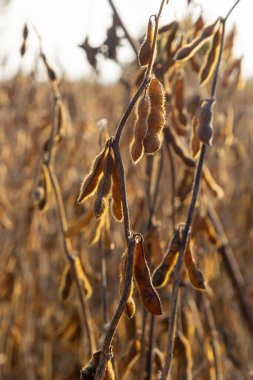 Soya fasulyesi tarlası. Gün batımında olgun altın sarısı soya fasulyesi kabukları. Altın parıltıda soya fasulyesi tarlası. Bulanık arka plan, sığ alan derinliği iyi hasat kavramı. Makro.