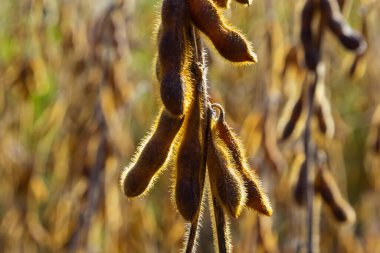 Soya fasulyesi tarlası. Gün batımında olgun altın sarısı soya fasulyesi kabukları. Altın parıltıda soya fasulyesi tarlası. Bulanık arka plan, sığ alan derinliği iyi hasat kavramı. Makro.