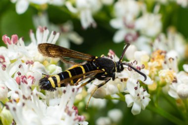Paranthrene tabaniformis on elder flower close-up. In the natural environment, near the forest in summer.