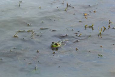 A green frog, Lithobates clamitans, rests on a cameo near a pond.