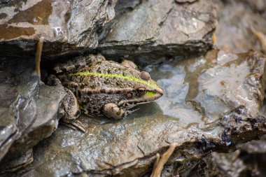A green frog, Lithobates clamitans, rests on a cameo near a pond.