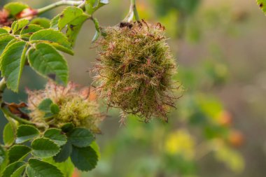 Gül bedeguar safrası, bir tarla gülünün yapraklarındaki yaban arısı Diplolepis rosae 'den kaynaklanır. Parazit yosunlu yosunlu yaban arısının sebep olduğu safra safrası..
