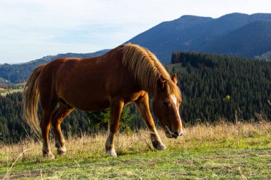 Atlar sonbaharın başlarında çayırda dağın yakınında otlarlar. Bilenmiş atlar dağlarda çayırlarda otlar..