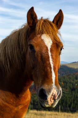 Atlar sonbaharın başlarında çayırda dağın yakınında otlarlar. Bilenmiş atlar dağlarda çayırlarda otlar..
