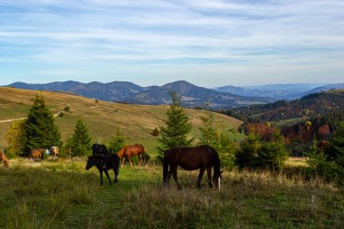 Atlar arazide mountain yakınındaki sonbaharda otlatmak.