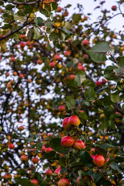 apple tree fruit on a tree against the sky.