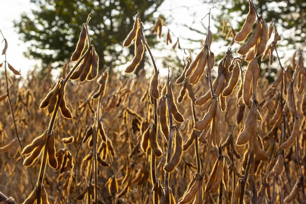Soybeans pod macro. Harvest of soy beans - agriculture legumes plant. Soybean field - dry soyas pods.