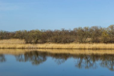 Panoramic view of the blue forest lake river at sunset. Soft sunlight, clear sky, reflections on water. Golden bulrush. Early spring. Idyllic landscape. Nature, environment, ecology, ecotourism.