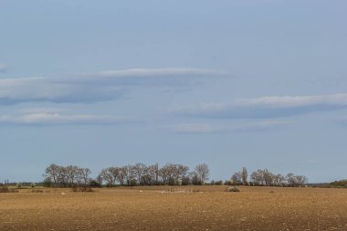 plowed fields, several trees in the distance on the horizon line, copy space, horizontal.