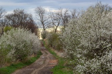 Alley of flowering cherry trees and dirt road, springtime view.