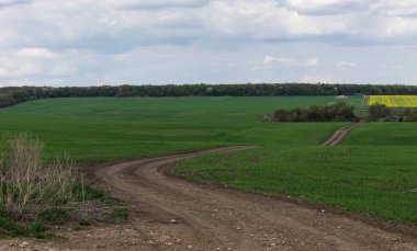 an empty road going forward between a green and plowed field with trees on the side in spring. Sunset.