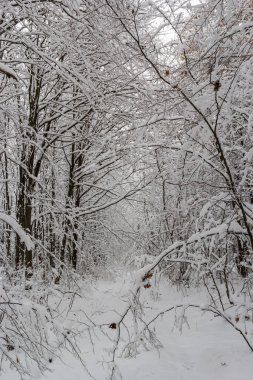White snow on tree branches in hornbeam forest.