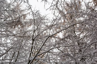 Soğuk bir kış gününde, çıplak bir ağaç dalında beyaz kar, yakın. Doğal arka plan. Seçici botanik geçmişi. Yüksek kalite fotoğraf.