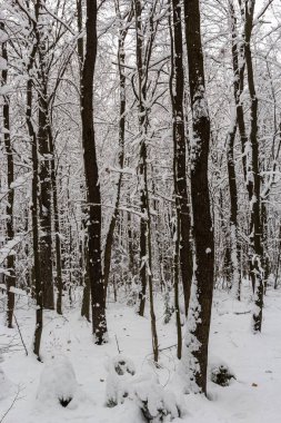 Frosty branches and trunk of the hornbeam trees in snowy forest.