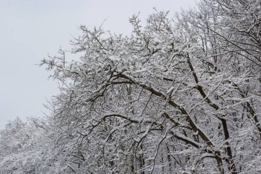 Soğuk bir kış gününde, çıplak bir ağaç dalında beyaz kar, yakın. Doğal arka plan. Seçici botanik geçmişi. Yüksek kalite fotoğraf.