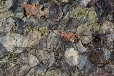 Fallen dry leaves on the floor ground textures, brown and yellow leaves.