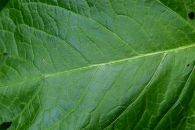 Arkaplan için soyut yeşil yaprak dokusu. Doğal çevre, ekolojik kavram.