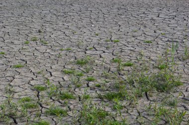 Çevresel restorasyon kavramı çatlak topraklarda fidelerin büyümesi, kurak mevsimde çatlamış toprak küresel ısınmadan etkileniyor, iklim değişikliğine ve su sıkıntısına neden oluyor..