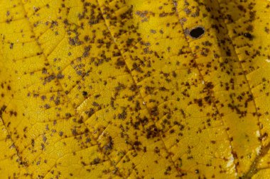 Sarı bir yaprağın makro fotoğrafı, renkli sonbahar yaprakları. Altın sarısı yaprak dokusu kapanıyor. Makro fotoğrafçılık.