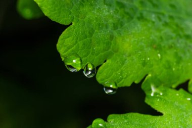 Yeşil yapraklı makronun üzerinde büyük, şeffaf yağmur suyu damlaları. Sabahları çiy damlaları güneşte parlar. Doğadaki güzel yaprak dokusu. Doğal arkaplan.