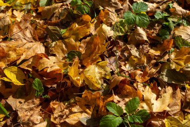 Düşen sonbahar yapraklarının renkli arkaplan resmi mevsimsel kullanım için mükemmel.