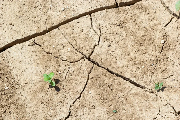 dry land in the dry season Drought, ground cracks, no hot water. Lack of humidity effect from global cracked soil in drought abstract nature background with cracked soil.