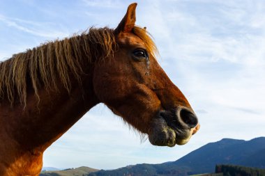 Atlar arazide mountain yakınındaki sonbaharda otlatmak.