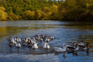 Evcil kazlar suda yüzer. Nehirde beyaz bir kaz sürüsü.