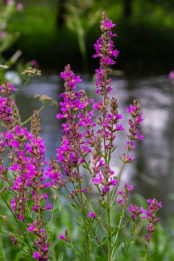 Lythrum salicaria pink flowers, purple loosestrife, spiked loosestrife, purple lythrum on green meadow.