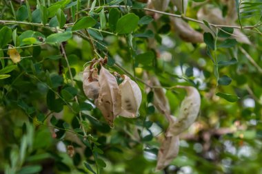 Ada Lordu Flora, Hırvatistan. Mesane senna Colutea ağaç kesimi. Avrupa ve Kuzey Afrika 'ya özgüdür. Süs olarak yetiştirilmiş, erozyon kontrolü için peyzaj yapımında kullanılıyor..