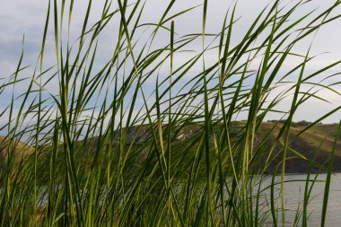 Typha latifolia cattail, bulrush, common bulrush, common cattail, Great reedspace, cooper 's reed, cumbungi Typha cinsindeki daimi otçul bitkidir..