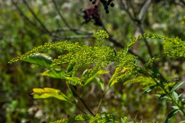 Solidago canadensis Kanada Goldenrod sarı çiçekler kapatmak.