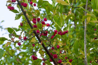 Euonymus europaeus Avrupa ortak Milli kapsülü olgunlaşan sonbahar meyveleri, turuncu tohumlu kırmızı ya da pembe renkler, sonbahar renkli yapraklar.