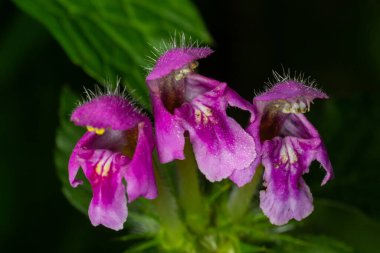 Benekli, ölü lamium maculatum pembe çiçekleri. Lamium maculatum çiçekleri yakın çekim yerel odak.
