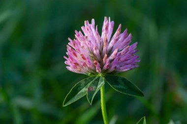 Clover Trifolium pratense ya da trefolil çiçek bitkisinin makro çekimi ilkbahar ya da yaz mevsiminde güneş ışığı altında bulanık doğa arkaplanı.